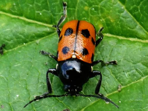 Cryptocephalus quadripunctatus